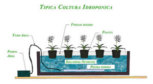 Coltura idroponica